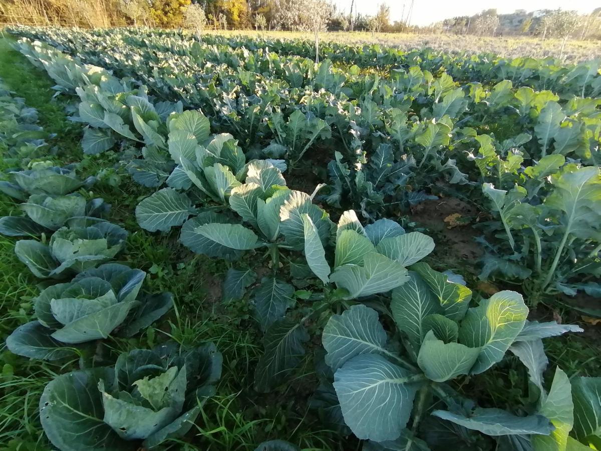 Az.Agricola Agriturismo La Locanda Di Lann Apartman Fucecchio Kültér fotó