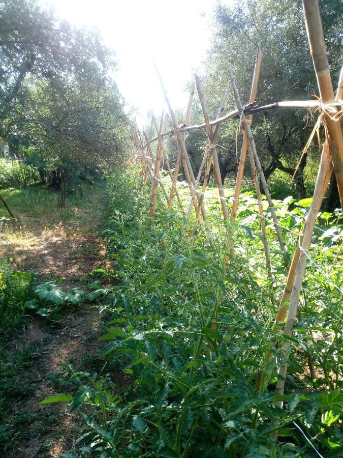 Az.Agricola Agriturismo La Locanda Di Lann Apartman Fucecchio Kültér fotó