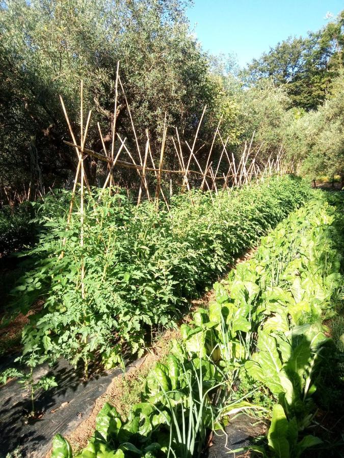 Az.Agricola Agriturismo La Locanda Di Lann Apartman Fucecchio Kültér fotó