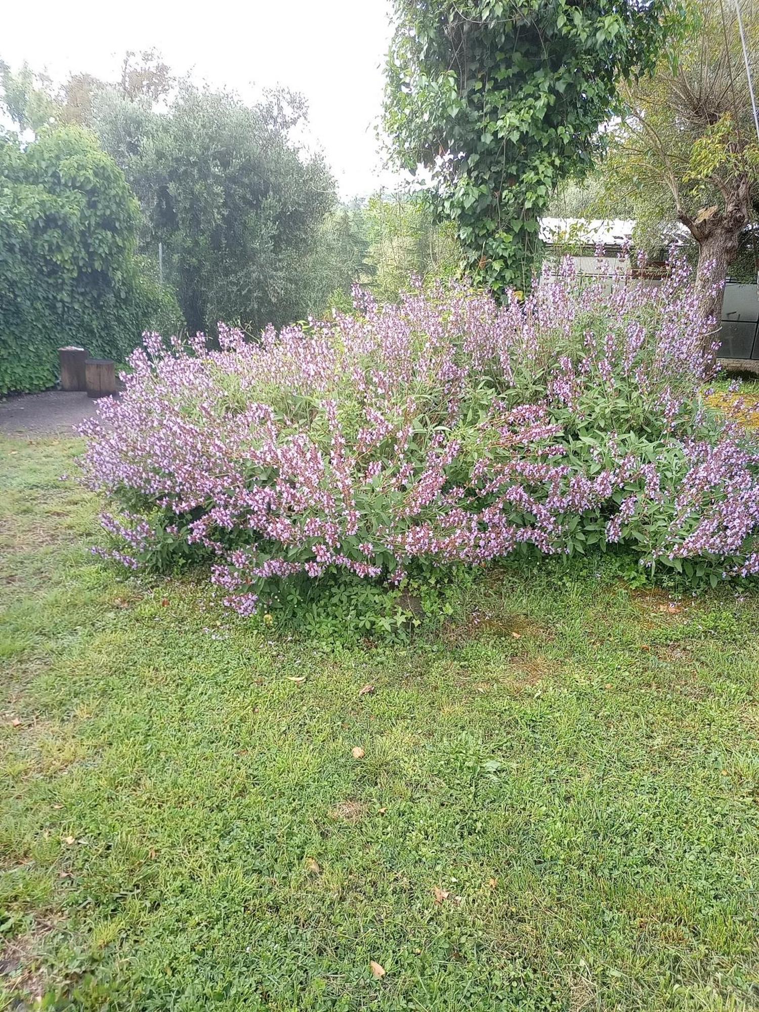 Az.Agricola Agriturismo La Locanda Di Lann Apartman Fucecchio Kültér fotó