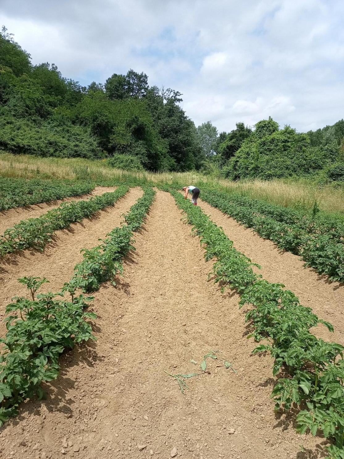 Az.Agricola Agriturismo La Locanda Di Lann Apartman Fucecchio Kültér fotó
