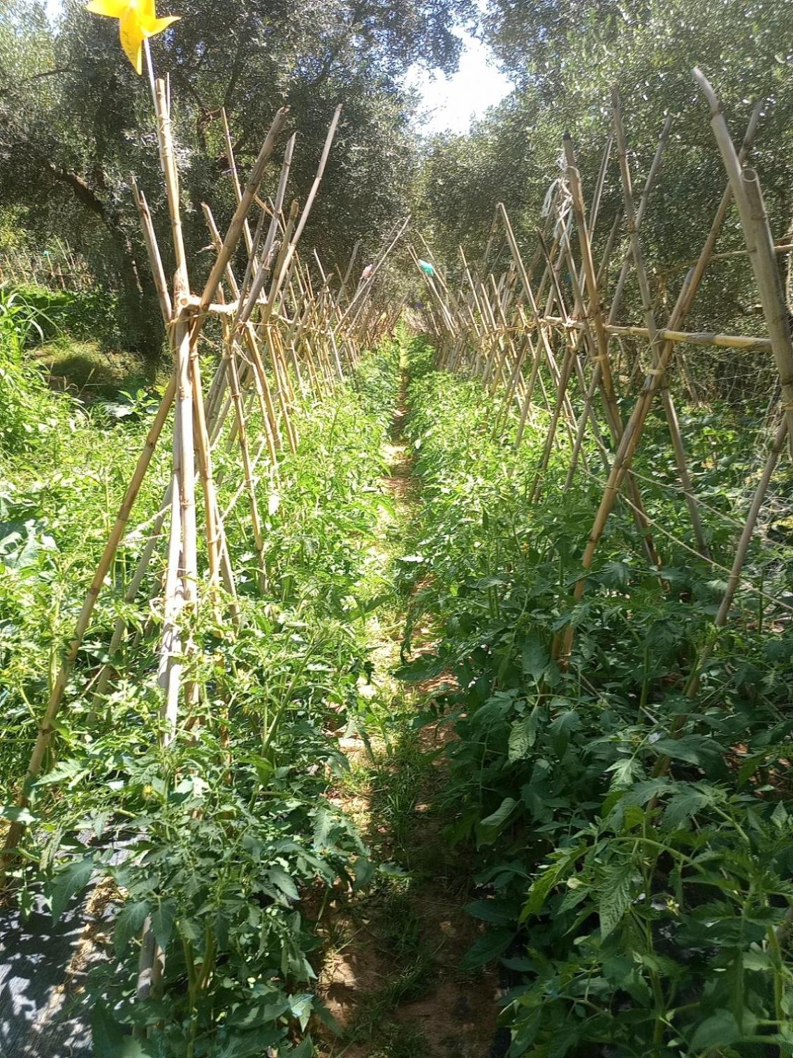 Az.Agricola Agriturismo La Locanda Di Lann Apartman Fucecchio Kültér fotó